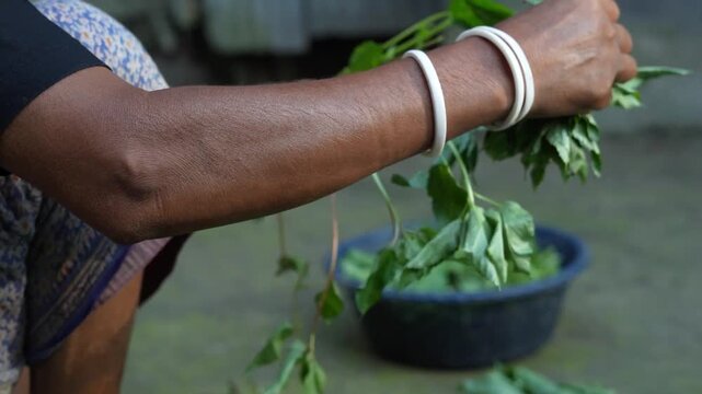Close-up shot of hands displaying organic farm-grown herbs and greens in a traditional village setting.