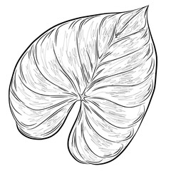 Philodendron Tropical Leaf Transparent PNG Clipart Set - Detailed, Flat, Line Art, and Silhouette Styles © R14N