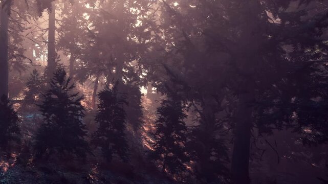 Tall trees fill the frame with soft light filtering through the branches. The setting is a dense forest in the early morning. Shadows create a natural pattern on the ground.