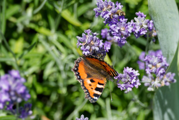 Small tortoiseshell butterfly (Aglais urticae) perched on lavender in Zurich, Switzerland © Janine