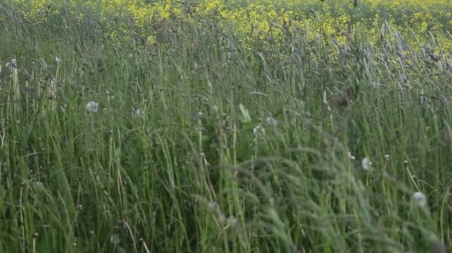 Green Grass Swaying Gently in the Wind on a Sunny Meadow. Nature Loop Video Background. 

