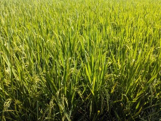 Obraz premium green wheat field