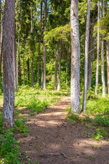 Fototapeta premium Vertical view of a sandy forest path leading through tall pine trees with lush green undergrowth. Great for hiking blogs, wellness retreats, forest bathing, and slow life nature wallpapers.