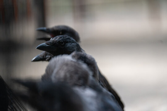 Group of Black Crows Sitting Together in Close Up
