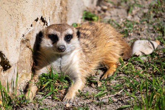 Meerkat Resting on Ground Near Stone Wall