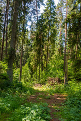 Vertical landscape of a tall coniferous forest with a sunny clearing and lush green forest floor. Great for vertical nature art, forest bathing concepts, and serene woodland wallpaper designs. © Margarita