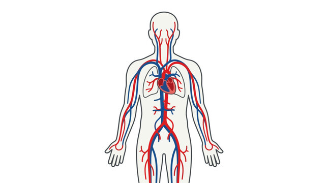Human Circulatory System Anatomy, Heart and Blood Vessels, Isolated