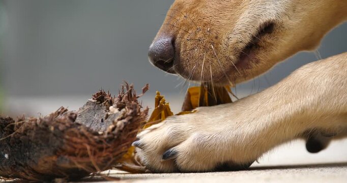 close-up,a dog biting a coconut shell and dried banana leaves; a dog in nature; a concept pet.