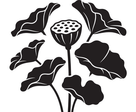Lotus Flower Illustration with Detailed Leaves and Seed Pod, a Serene Botanical Design for Peaceful Concepts. and Plant