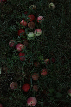 lots of rotten, spoiled apples in the grass