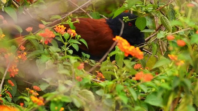 Red-Eyed Greater Coucal Moving Through Orange Lantana Shrubs in India