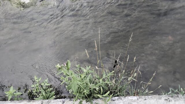 Una libellula posata lungo il fiume Metauro a Sant'Angelo in Vado, un dettaglio ravvicinato della macro-fauna delle Marche