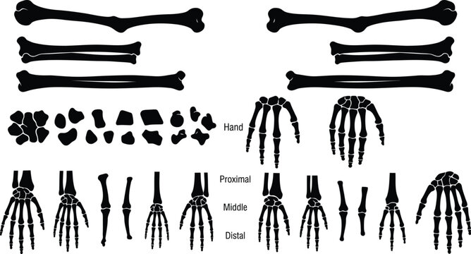 Detailed Human Arm and Hand Skeletal Anatomy Diagram for Medical Education