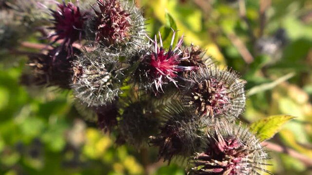 Close up view of a wild burdock plant with its spiky seed heads and purple flowers gently swaying in the wind during a golden sunset, with a soft, out of focus background