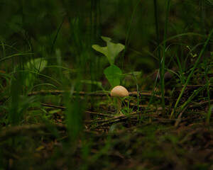 mushroom surrounded by grass © Sebastian