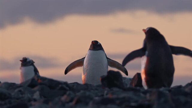 Penguins standing with flippers spread