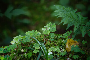 Clover on the trunk © Sebastian
