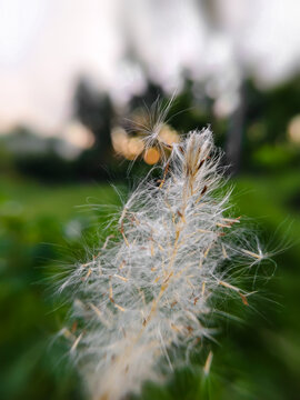 A close-up of the flower head or seed cluster of cogon grass (Imperata cylindrica), featuring soft white hairs, with some of its seed strands blowing in the wind.