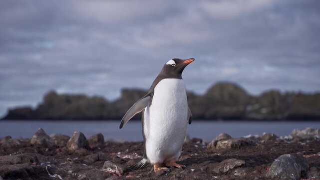Penguin standing near ocean on rocky beach