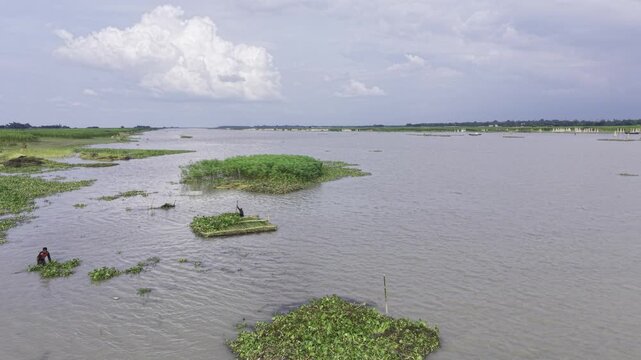 Backward drone flight over a rural Bangladesh river reveals people placing jute nets in the water, floating aquatic vegetation, expansive waterways, green riverbanks and cloudy blue skies.