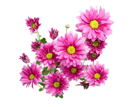 Fresh pink spray chrysanthemums (Chrysanthemum morifolium) with vibrant layered petals and bright yellow centers, arranged as a floral cluster isolated on transparent background with clipping path.