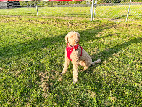 Mocha Australian Labradoodle