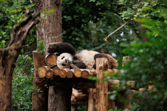 One giant panda sleeping in the forest