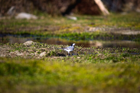 Ornithology. White wagtail resting during autumn migration. White wagtail (Motacilla alba) next to the pond. Bird, animal idea concept. Natural wallpaper. 