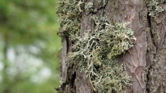 Lush green lichen and moss clinging to the textured brown bark of a pine tree, with a soft, out-of-focus forest providing a natural, serene background and subtle camera movement