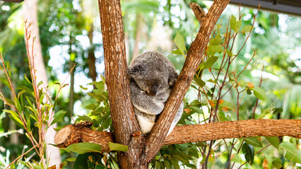 coala cute animal australian grey curled up fluffy © Antonina