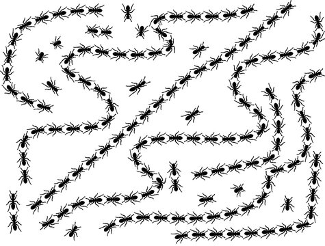 Black ants in a maze formation with white negative space background detail