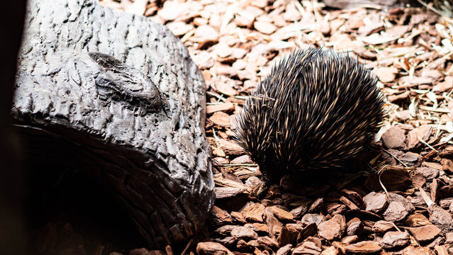 echidna spiky mammal animal black brown