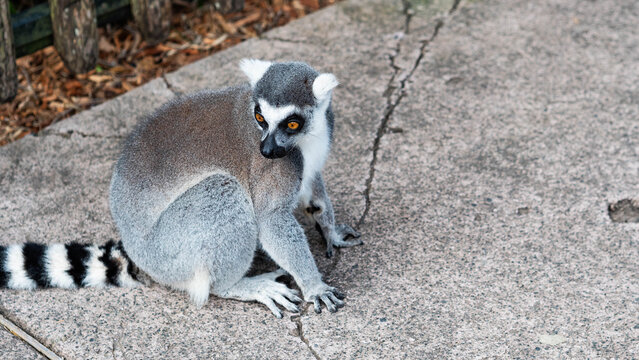 lemur cute animal grey wildlife clean soft conservation