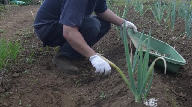 長ネギ畑の手入れをする男性