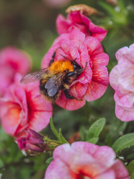 A bumble bee feeding on the flowers of a Calibrachoa 'Balcanapt' AKA 'Can-can Apricot'