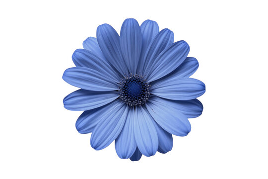 Soft periwinkle blue daisy flower with layered petals