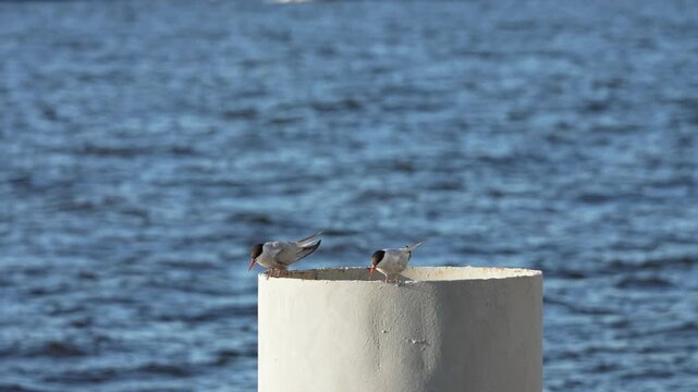 Two elegant common terns stand peacefully upon a circular white pillar overlooking the shimmering blue waters of the Baltic Sea during a quiet afternoon under the bright golden sunlight of summer