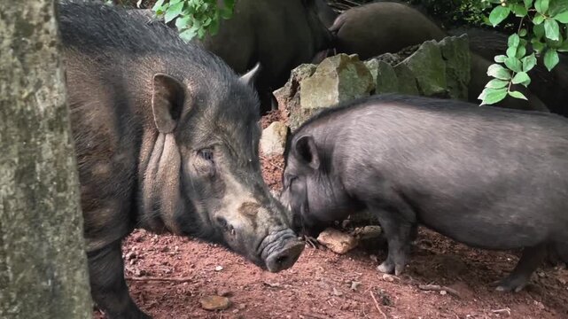 A close-up of a wild boar in its natural forest habitat. The animal stands on the forest floor among rocks and vegetation with a group of other boars, displaying the characteristic appearance.