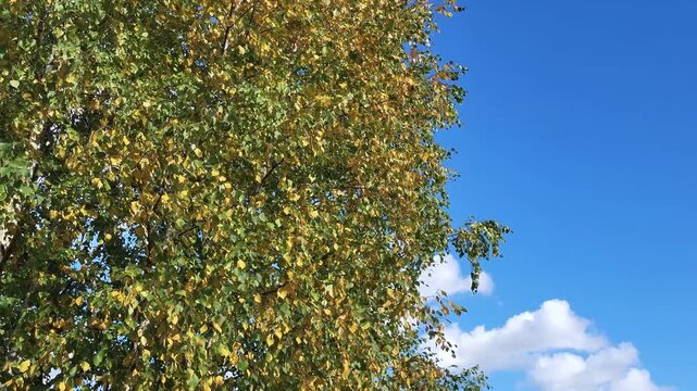 Autumn leaves waving in wind against blue sky