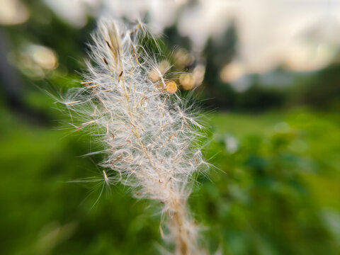 A close-up of the flower head or seed cluster of cogon grass (Imperata cylindrica), featuring soft white hairs, with some of its seed strands blowing in the wind.