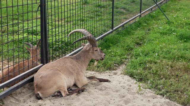 A gentle ibex with large curved horns rests on sandy ground in a quiet wildlife park, displaying an elegant posture amidst lush greenery under bright daylight.
