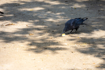 Naklejka premium Black crow eating a piece of bread on the ground in a sunny outdoor park