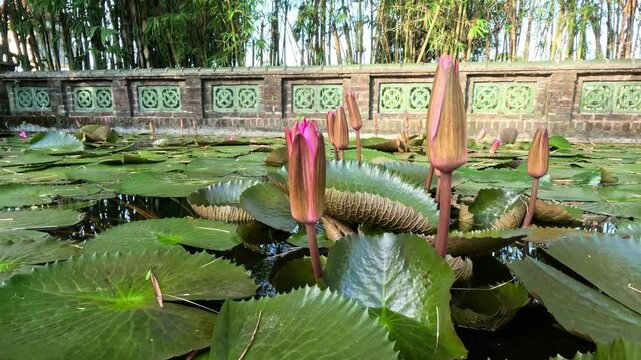 Medium shot of closed water lily buds on a pond with large lily pads, set against a stone fence and bamboo grove within a Buddhist temple grounds during daytime.