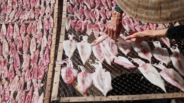 High angle view of a local Vietnamese woman laying out fresh squids and seafood on net racks for sun drying at a market near the port in Nha Trang, Vietnam. Traditional seafood processing, food.