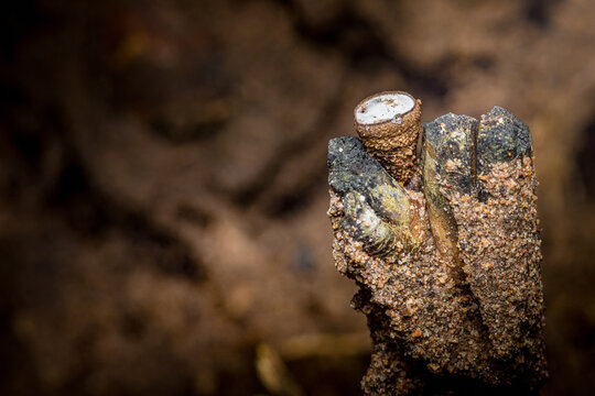 Bird's nest fungus growing on a decaying wood stump