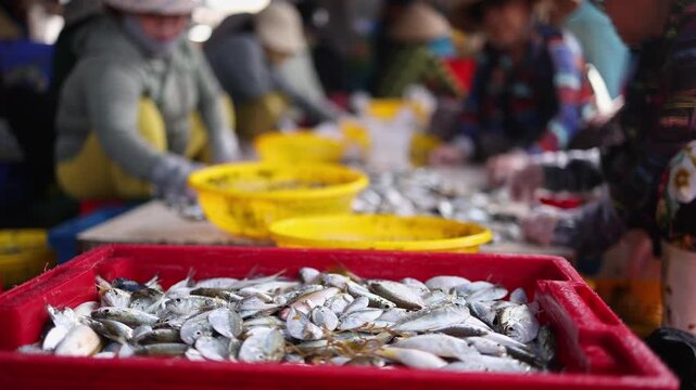 Local Vietnamese women sorting fresh small fish catches into plastic baskets at a busy fish market near the port in Nha Trang, Vietnam. Traditional seafood industry, daily work and labor.