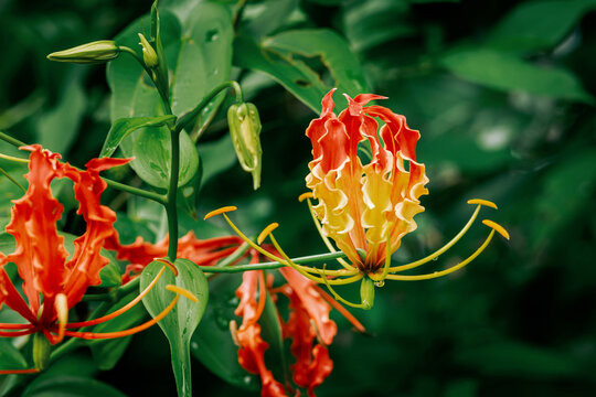 Gloriosa superba flower blooming in natural habitat