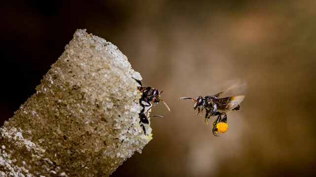 Stingless bee flying collecting pollen returning to nest