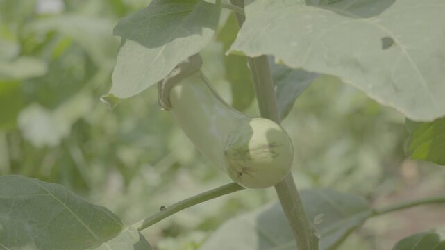 Green Eggplant Plant Bearing Fresh Young Fruits slog3 10 bit