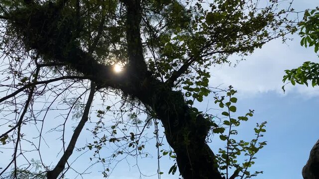 Close-up Of Old Jujube Tree Branches And Trunk With Sunlight Filtering Through Canopy. low angle, tilt-down shot